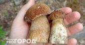 Любители грибов массово скупают корзины: эти леса завалены белыми грибами