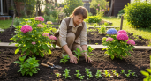 Десяток гортензий за копейки: осенний лайфхак черенкования от опытного садовода