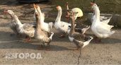 Уникальных чувашских гусей могут начать поставлять в Ульяновскую область