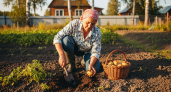 Дачники раскрыли тайные сигналы земли — когда копать картошку, чтобы она пролежала всю зиму без потерь