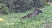 В Минприроды Чувашии объяснили, почему сбитый машиной лось несколько часов лежал у дороги и не мог уйти