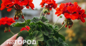 Добиваюсь пышного цветения герани раньше срока: простой и эффективный метод