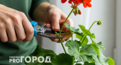 Обрезаю комнатную герань по правилу 3-5-7: за месяц получаю пышный куст без единого вытянутого стебля