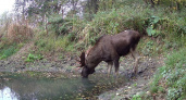 Водопой заповедника в Чувашии стал местом притяжения для различных лесных обитателей