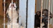 В Чебоксарах объявили экстраординарную ситуацию с бездомными собаками