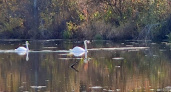 На озере в чувашском заповеднике поселились белые лебеди