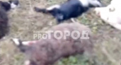 Чиновники направили заявку на отлов стаи собак, которая загрызла овец в Чебоксарском районе