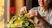 Особым образом готовлю герань к зиме: в следующем году получаю самое раннее цветение