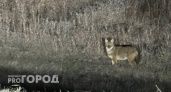В Чувашии появились редкие для наших мест шакалы: их увидели в Чебоксарах и Козловском районе