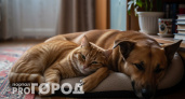 Эти домашние животные продлевают жизнь и выравнивают здоровье: врачи подтвердили эффект