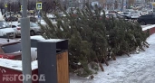 Куда сдать живую новогоднюю ель в Чебоксарах вместо того, чтобы ее выбрасывать