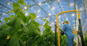 Чувашские теплицы поставляют овощи более чем в 20 регионов России