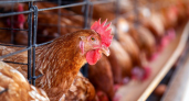 Миллионы яиц и 1,5 млн кур: как чувашская птицефабрика увеличила производство в 25 раз за два года