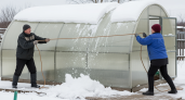 Дедовский способ очистить теплицу от снега за ночь – соседи до сих пор не понимают, как это работает