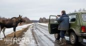 Не вздумайте фотографировать лося: ученый назвал роковой знак, после которого нужно немедленно бежать