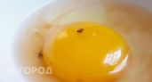 В желтке коричневое пятно – можно ли есть такое яйцо?