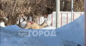 По Новочебоксарску бегала дикая косуля: в городе она получила травму