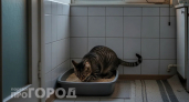 Один лист бумаги – и запах кошачьего туалета исчезает за ночь: проверенный лайфхак от ветеринара