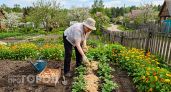Забыла про химию, после того как посадила этот цветок рядом с картошкой: жуки обходят огород стороной