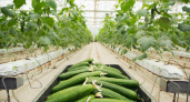 Тепличный комплекс Чувашии собрал почти 6 тыс. тонн овощей за квартал