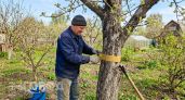 Успеваю обмотать яблони дешевой лентой до первых почек: тля обходит мой сад стороной весь сезон до сбора урожая