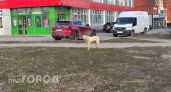 За три месяца жители Чувашии 187 раз обращались за помощью от бездомных животных