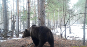 В заповеднике “Присурский” фотоловушки сняли пробуждение медведей