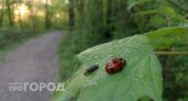 Спорим, вы не знали: как на самом деле правильно называть самца божьей коровки и почему это так сложно