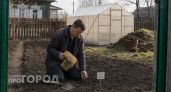 Вычеркиваю эти 5 растений из своего списка навсегда: они отнимают уйму сил и почти не дают урожая