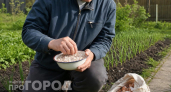 Не вздумайте выкидывать: опытные садоводы используют яичную скорлупу на огороде и не знают бед