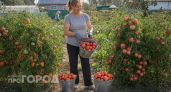 Смеялись над моим способом ухода за томатами: теперь собираю по целому ведру с каждого куста всего за сезон