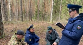 В Чувашии незаконно срубили 13 деревьев на 150 тысяч рублей