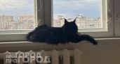 Забудьте о частых визитах к ветеринару: 3 породы кошек с крепким здоровьем, которые доживают до 20 лет