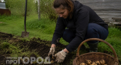 Опытная огородница поделилась трюком: выращиваю на участке популярный бейби-картофель без земли