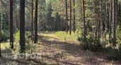 Четыре дня повышенной пожарной опасности ждут Чувашию