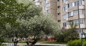 В Чувашию придут черемуховые холода с грозой, градом и заморозками