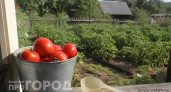 Томаты "дуреют" с этой подкормки: 1 ложка на ведро – и я получаю урожай всем на зависть