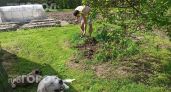 Чистотел на огороде указывает на опасные проблемы с почвой: узнайте, как спасти урожай, пока не стало поздно