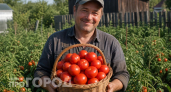 Этот томат кормит всю семью: до 10 килограммов с куста – самое то для маленьких участков