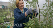 Хитрость со старым колготками, которую знают только опытные дачницы: подвязываю томаты за секунды