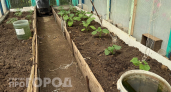 Посадите в эти даты – и обалдеете от урожая: агрономы назвали идеальные дни для посадки огурцов