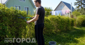 Живая изгородь вместо дорогущих железных и деревянных заборов: просто посадила это вдоль периметра 