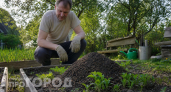 Бросил горсть на муравейник — через 2 дня все разбежались с участка: без химии