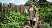 Выкинула теплицу из расписания: как я выращиваю горы огурцов в открытом грунте без лишней суеты и шпалер