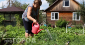 Забыла про чучело и отпугиватели: один прием спас урожай на даче от птиц