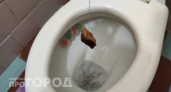 Заменила половину чистящих на чайные пакеты: бросила один в унитаз на ночь – эффект не заставил ждать