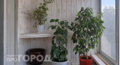 Это растение пережило все – и стало главным в моем доме: работает ночью и меняет воздух в квартире