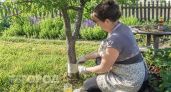 Муравьи покинули мой сад за одну обработку: копеечное средство из аптеки полностью очистило все деревья