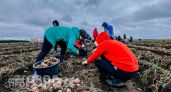 Забудьте про майские праздники: агрономы назвали точные дни для посадки картофеля ради рекордного урожая