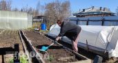 Вы выкидываете "золото" для сада, даже не подозревая: кожура этого фрукта увеличивает урожай вдвое